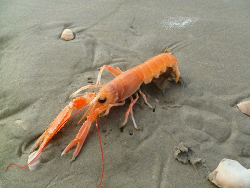 North sea lobster